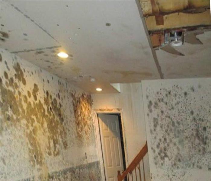walls spotted, covered with mold species, ceiling torn open